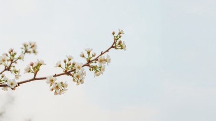 Spring tree branch in bloom, watercolor illustration with a simple background, showcasing floral elegance