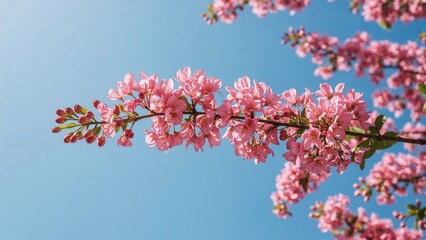 Lively pink crepe myrtle blossoms on a branch under a pristine blue sky with room for writing