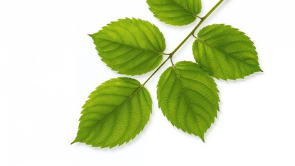 Fresh green blackberry foliage displayed on a plain white background.