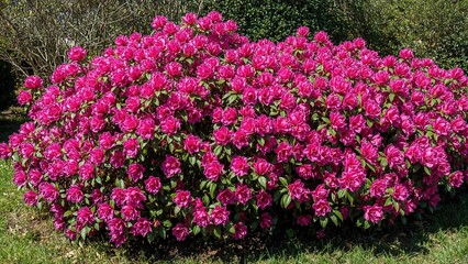 Obraz premium Vibrant magenta blossoms of a sprawling rhododendron shrub during springtime.