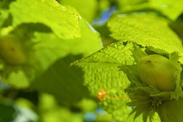 Close-up of green hazelnut on tree