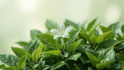 Macro view of a light-colored plant with lush green leaves set on a hazy background