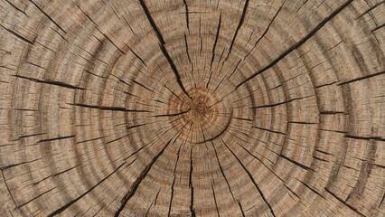 Fototapeta premium Close-up of Bark and the Skin of Wood