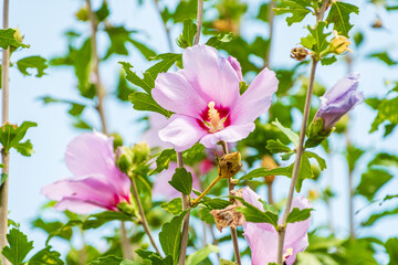 夏に咲くムクゲの花と緑の葉