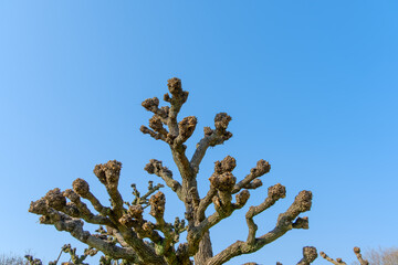 冬に剪定された独特な樹形の木と青空