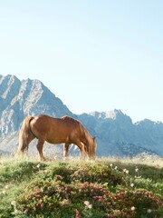 Brown horse grazing in a mountain meadow at sunrise, surrounded by wildflowers and dramatic peaks...