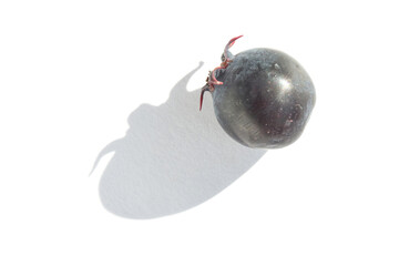 Close up of single black grape with shadow on white background.