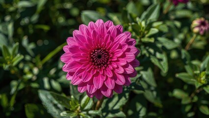 Fototapeta premium Stunning floral display with shades of pink and purple