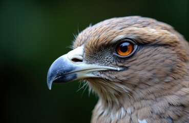 Fototapeta premium A close-up of a bird of prey showing detailed features and intense orange eye