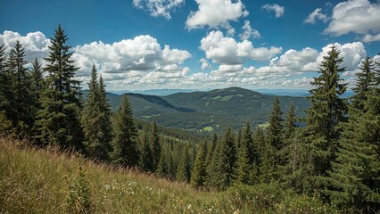 Lush summer forest of mixed larch and pine trees along a mountain path, set against a sunny sky with scattered white clouds