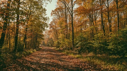 Obraz premium Nature landscape featuring a grassy road through fall forest