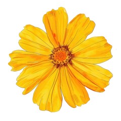 Obraz premium Golden Yellow Marigold illustration vibrant drawing.