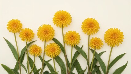 Collection of dandelion blossoms