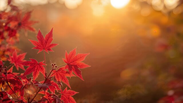 Sunlit red maple leaves with a soft-focus background