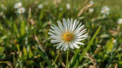 Obraz premium Luminous white acacia flower blooming in a natural field