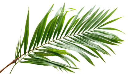 Fototapeta premium Fresh green palm leaf isolated on white background for decoration or botanical design.