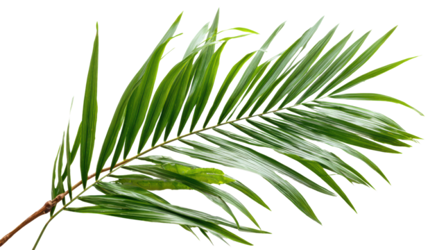 Fresh green palm leaf isolated on white background for decoration or botanical design.