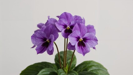 Obraz premium Macro shot showcasing delicate petals of a blooming plant