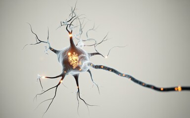 The Intricate Structure and Function of a Human Neuron A Biological Marvel