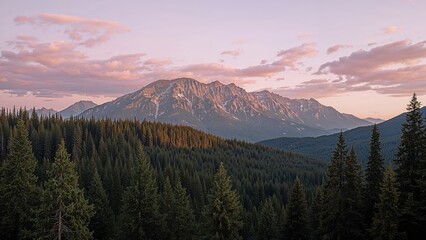 Obraz premium Sweeping landscape featuring tall spruces under a dramatic sky tinted in purples and pinks