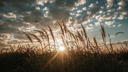 Outline of dune grass at sunset