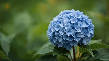 Close-up of a Blue Hydrangea Bloom Amidst Garden Leaves in Summer