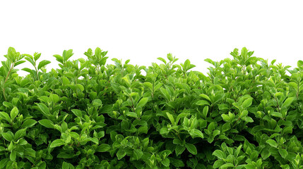 Obraz premium Vibrant Green bushes for border isolated on white background