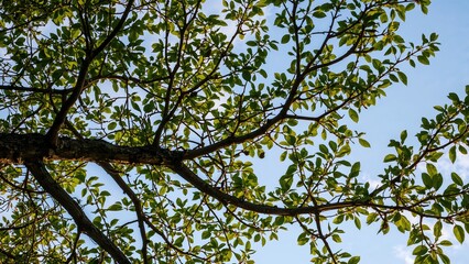 Obraz premium Close-up image showing two interlaced tree branches with thick green leaves beneath a vivid sapphire sky.