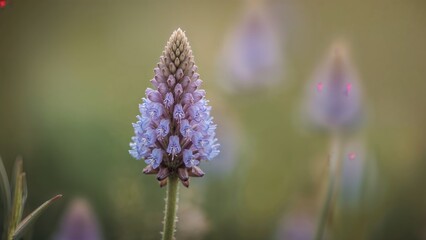Herbal medicine featuring Baikal skullcap (Scutellaria baicalensis) with a soft blurred background
