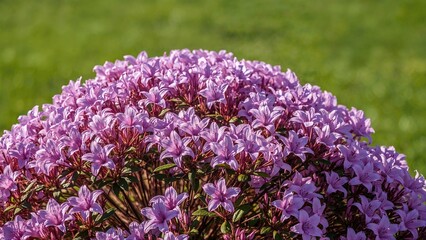 Fototapeta premium A flourishing lilac azalea plant covered in blossoms, producing a bright and eye-catching view.