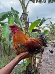 Farmer holding a vibrant rooster against a backdrop of a banana plantation, showcasing rural life and agricultural beauty