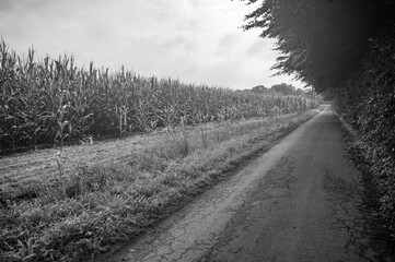 Narrow asphalt road leading through corn field and forest in black and white