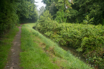 Hiking trail following a stream in lush green forest