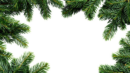 Pine branches with a transparent center for creative designs and holiday themes, isolated on white background.