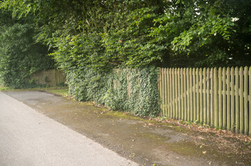 Wooden picket fence bordering a road with overgrown ivy and trees