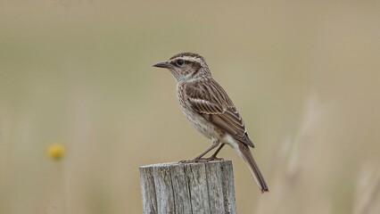Obraz premium A Wryneck Bird Sitting on a Post