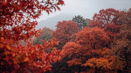 Vibrant fall foliage with orange and red leaves in a scenic natural setting