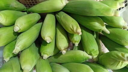 Fresh raw sweet corn with bright green husks neatly arranged in a plastic basket. The vibrant color and natural texture of the corn highlight its freshness, making it a perfect display of farm-to-mark