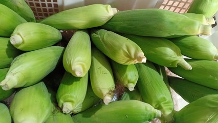 Fresh raw sweet corn with bright green husks neatly arranged in a plastic basket. The vibrant color and natural texture of the corn highlight its freshness, making it a perfect display of farm-to-mark