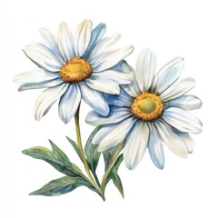 Fototapeta premium Elegant watercolor daisy flower illustration