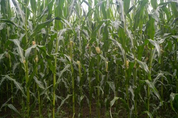 Green corn stalks growing in agricultural field