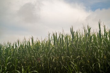 Green cornfield growing under cloudy sky in summer