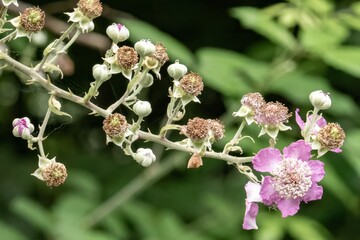 Blackberry blossoming showing different stages of growth