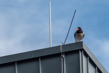 Eurasian oystercatcher perched on metal rooftop against blue sky