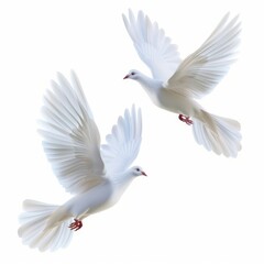 Fototapeta premium Two white dove flying animal pigeon bird.