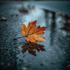 Fall leaf in rain puddle in street, buildings blurred backdrop, for website banner