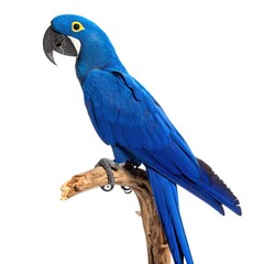 Obraz premium A vibrant blue hyacinth macaw perched on a branch isolated on white background isolated on transparent background