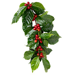 Coffee plant branch with red berries isolated against a solid black background