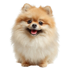 Obraz premium Fluffy Smiling Pomeranian Dog with Adorable Face on Isolated Background for Pet and Animal Photography