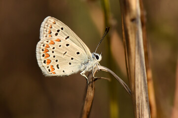 A macro shot of a common blue butterfly perched on a plant stem, showcasing the delicate details of its wings with orange spots and dark markings in a natural, outdoor setting.
